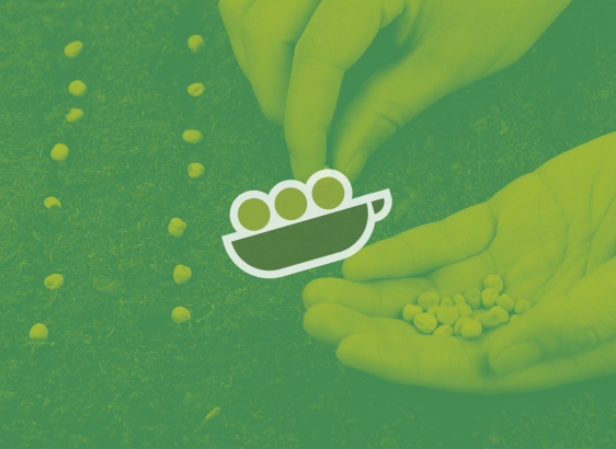picture of hands planting pea seeds