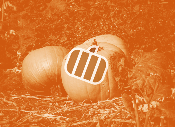 picture of pumpkins in a field