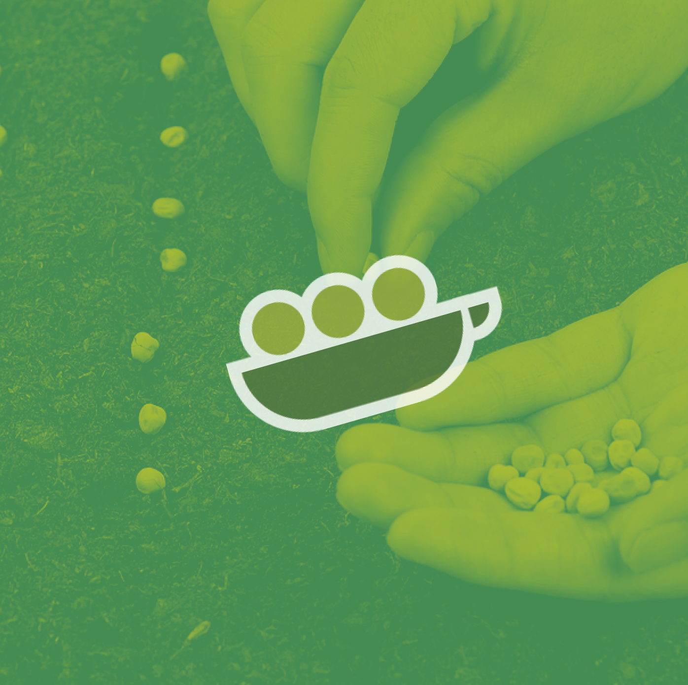 pea seeds being planted