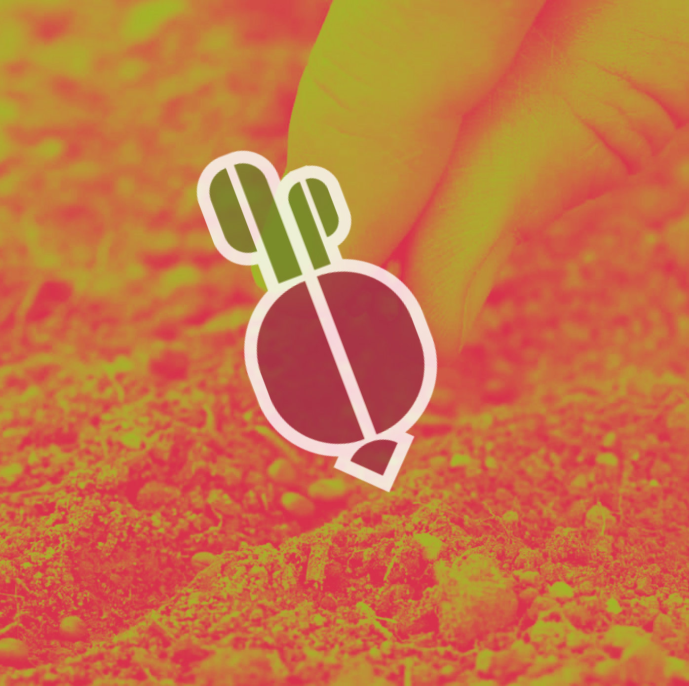 radish seeds being planted