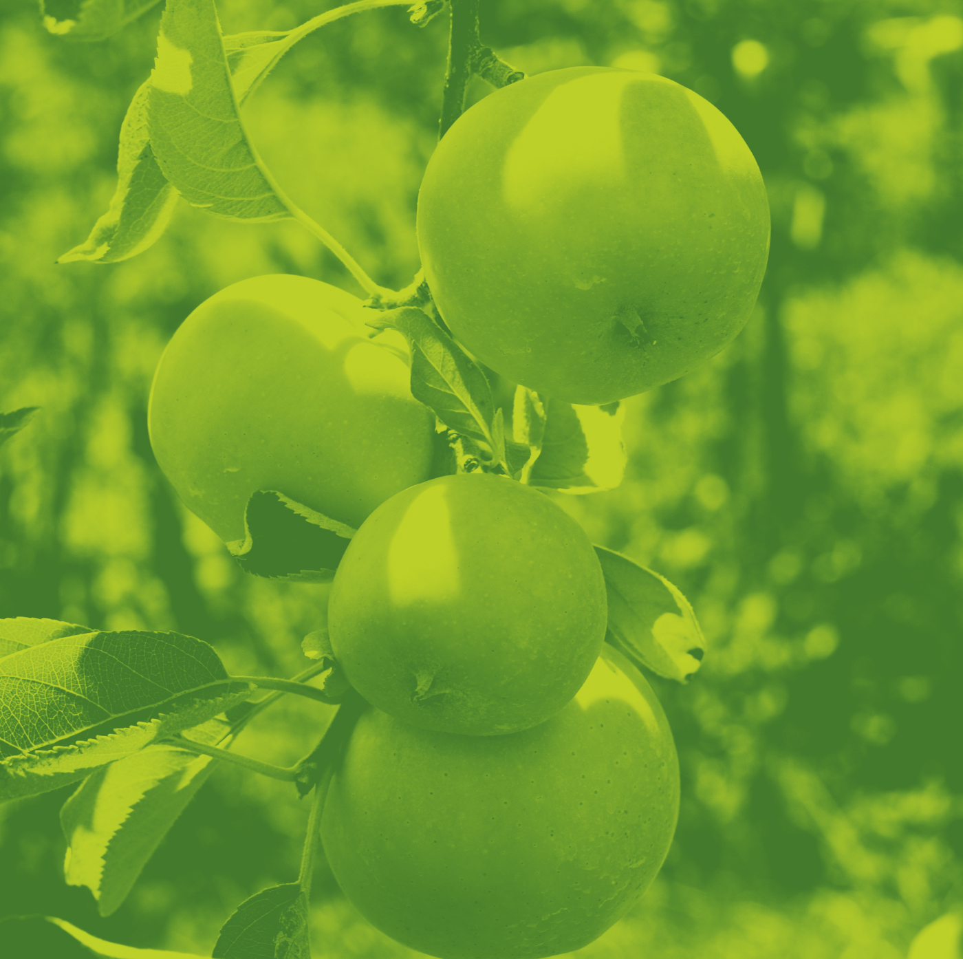 picture of green apples